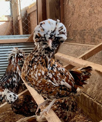 Tolbunt Polish Chickens for Sale Weatherford TX: The Ultimate Guide for North Texas Chicken Owners