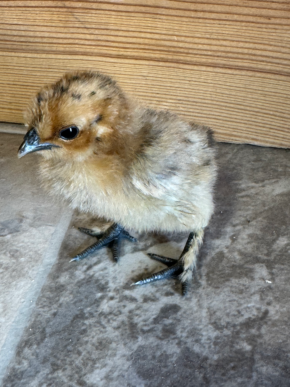 A Silkie chick for sale in Parker County Texas with fluffy plumage and feathered feet near Weatherford.