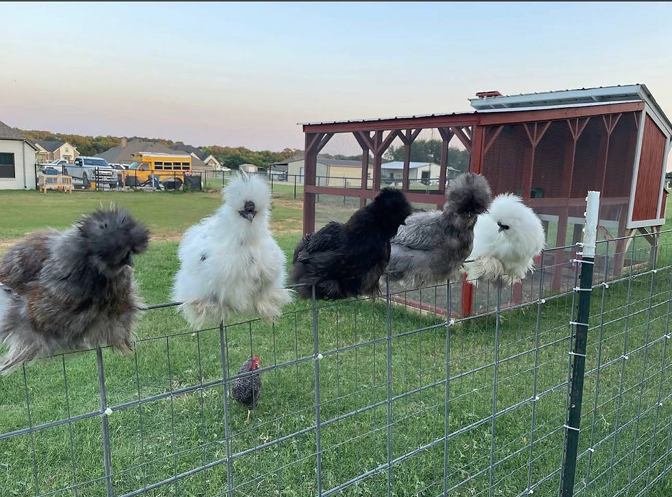 Are Silkie Chickens Good With Children? Why They're One of the Best Backyard Chickens for Families