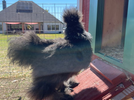 The Silkie Chicken: The Fluffy Friend You Never Knew You Needed