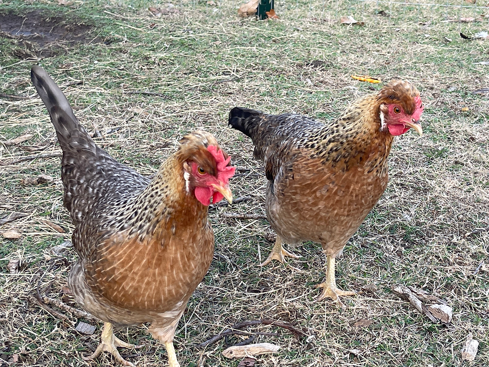 Two Creme Legbar chickens in a Texas backyard flock in Weatherford, Parker County, known for blue egg production and calm, beginner-friendly temperament