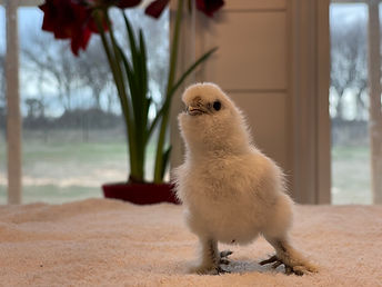 baby chick waiting for food in Weatherford