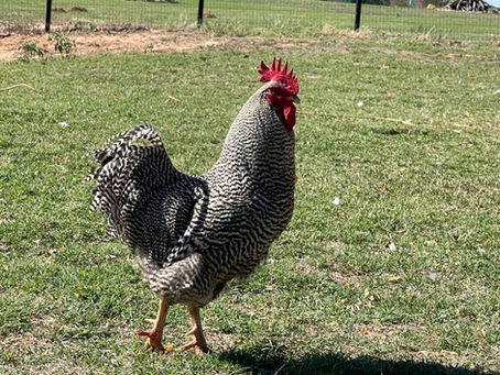 Barred Rock Chickens For Sale, Americas Favorite Backyard Breed