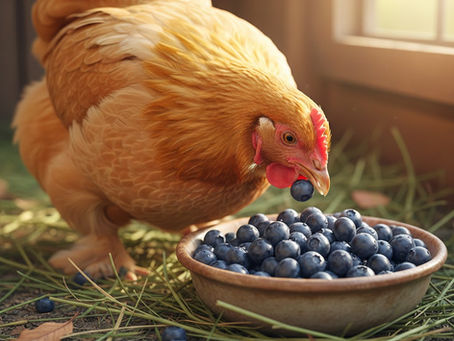 What Can Chickens Eat: What Is Safe and What Is Unsafe (Texas Chicken Keeping Guide)