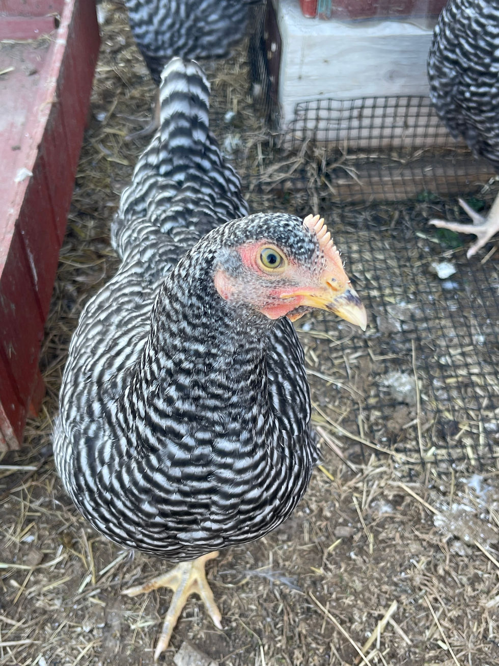 Barred Rock Chickens: The Friendly, Hardy Egg-Laying Heritage Breed Perfect for Texas Backyard Flocks