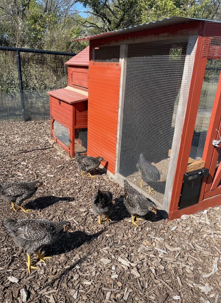 Healthy Barred Rock hens from The Chicken Man TX scratching for bugs in a Weatherford, Texas yard