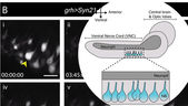 Time-Lapse: Neuroblasts Reactivating from Quiescence in Drosophila VNC 🔬🧠