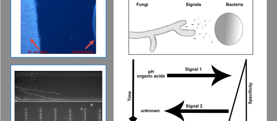 Microscopic Symbiosis Time-Lapse: Mortierella elongata and Burkholderia Growth Interaction 🔬🍄