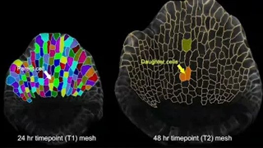 Manually Assigning Parent Labels to Inner Epidermal Cells in Arabidopsis