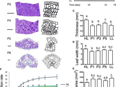 Combined Chlorophyll Fluorescence and Transcriptomic Analysis Identifies the P3/P4 Transition as a Key Stage in Rice Leaf Photosynthetic Development