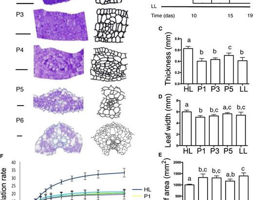 Combined Chlorophyll Fluorescence and Transcriptomic Analysis Identifies the P3/P4 Transition as a Key Stage in Rice Leaf Photosynthetic Development