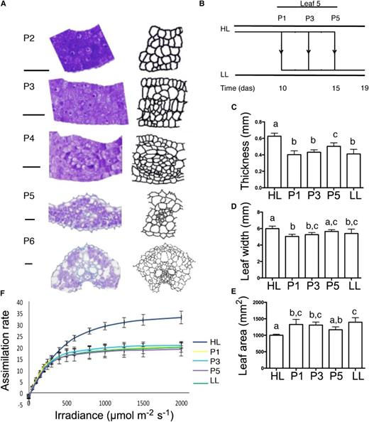 Figure 5.Leaf morphogenesis in response to altered irradiance during early leaf development. A, Vein differentiation in primordia at P2, P3, P4, and P5 stages and at maturity. The locations that sections were taken from are shown in Supplemental Figure S1C. Bars = 0.05 mm. B, Schematic of irradiance transfer experiments. Plants grown under HL conditions were either maintained under HL conditions or transferred to LL conditions when leaf 5 had achieved specific developmental stages (P1, P3, and P5), then maintained under LL conditions until analysis. C to E, Measurements of thickness (C), width (D), and area (E) in leaves grown under HL conditions and transferred to LL conditions at P1, P3, or P5 stage of leaf 5 development. Error bars show se (n = 7). Different letters indicate statistically significant differences (Tukey’s honestly significant difference test, P < 0.05). F, Light response curves for assimilation rates in leaf 5 of plants as described in B. Error bars show sd (n ≥ 4).