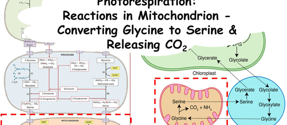 Photorespiration: Reactions in Mitochondrion - Converting Glycine to Serine & Releasing CO2