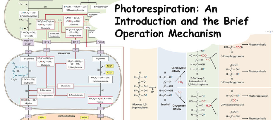 Photorespiration: An Introduction and the Brief Operation Mechanism