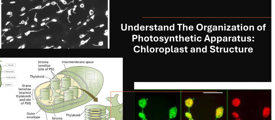 Understand The Organization of Photosynthetic Apparatus: Chloroplast Components & Structure