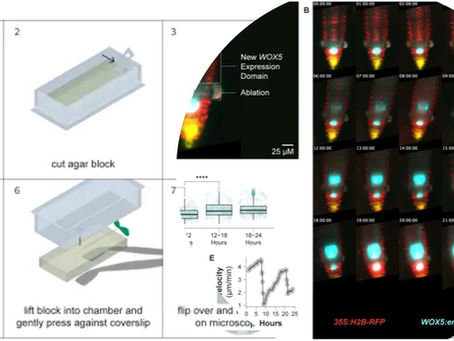 A Long Term Time Lapse Microscopy Technique For Arabidopsis Roots