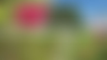 Floral Paradise in Terengganu: A Relaxing Visit to Zety Roses Garden 🌹🌿