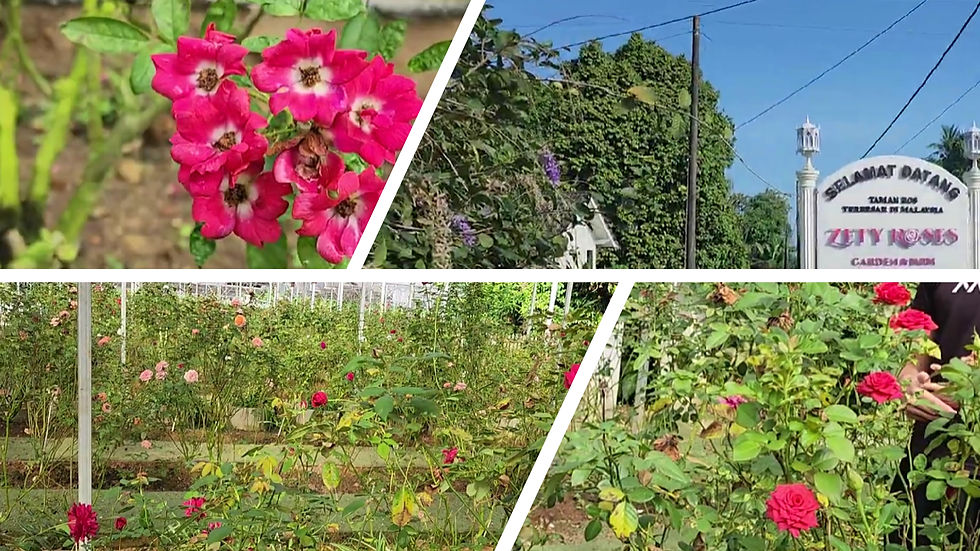 Floral Paradise in Terengganu: A Relaxing Visit to Zety Roses Garden 🌹🌿
