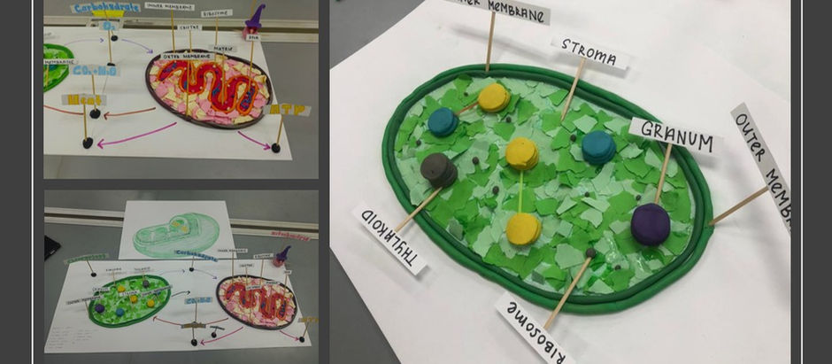 Group Meristem & Lenticel: 3D Chloroplast and Mitochondria Models and Their Interactions