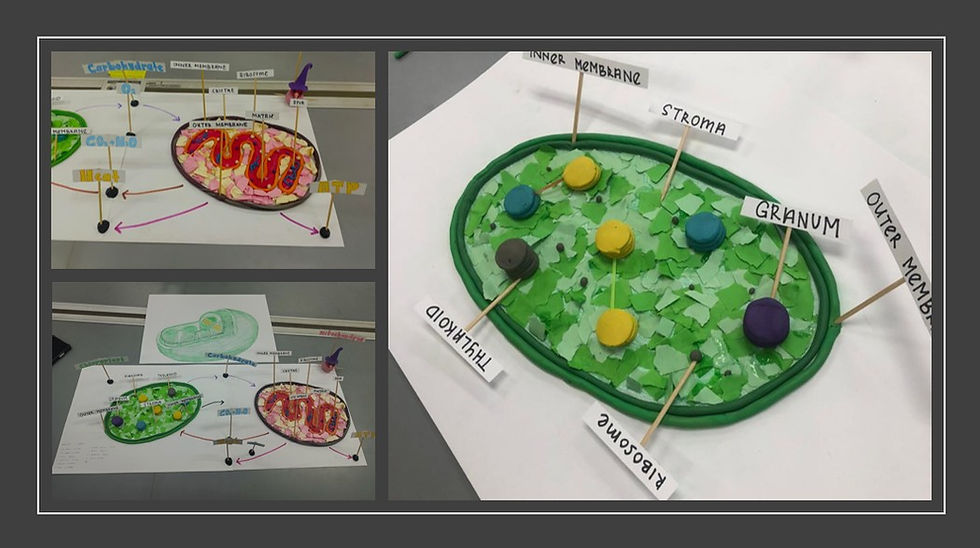 Group Meristem & Lenticel: 3D Chloroplast and Mitochondria Models and Their Interactions