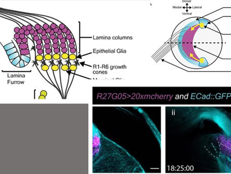 Basal Fiber Inheritance: Time-Lapse of Drosophila Neuroblast & GMC Divisions 🔬🧠