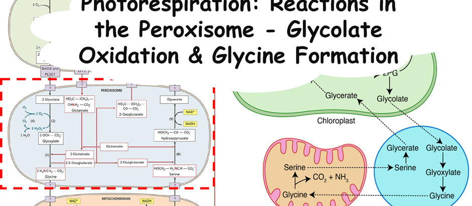 Photorespiration: Reactions in the Peroxisome - Glycolate Oxidation & Glycine Formation
