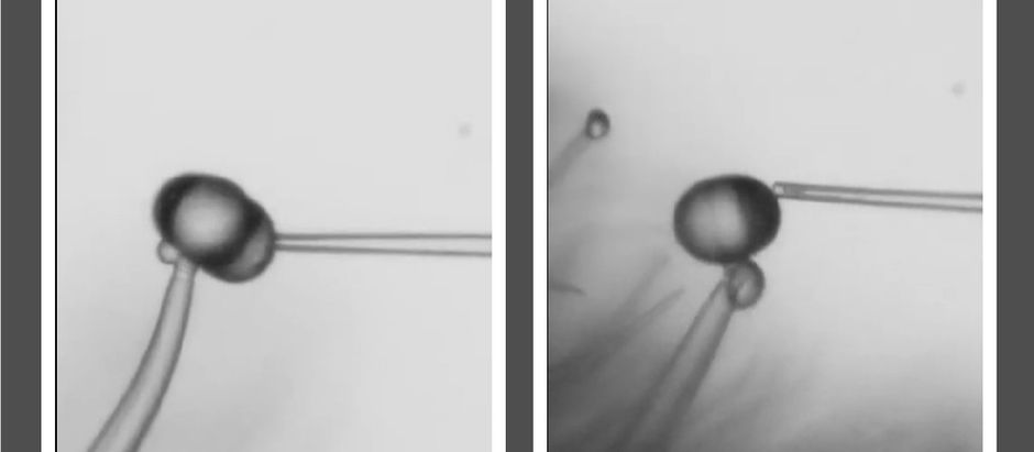 Ultra-Fast Plant Defense: High-Speed Rupture of Tomato Glandular Trichomes