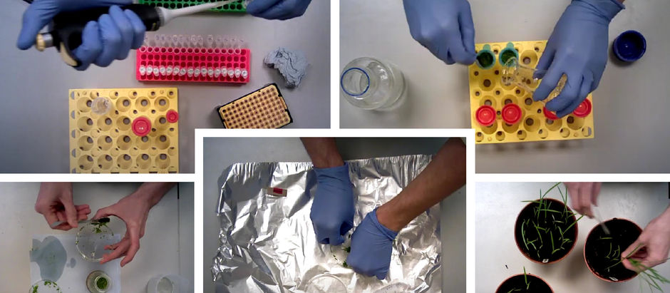 A high-throughput transient expression system for rice: Rice Protoplast Isolation and Transformation