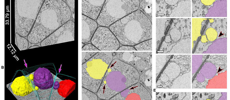 A 3D Reconstruction: Unidirectional Migration of Nuclei Between Meiocytes at Zygotene of Tobacco