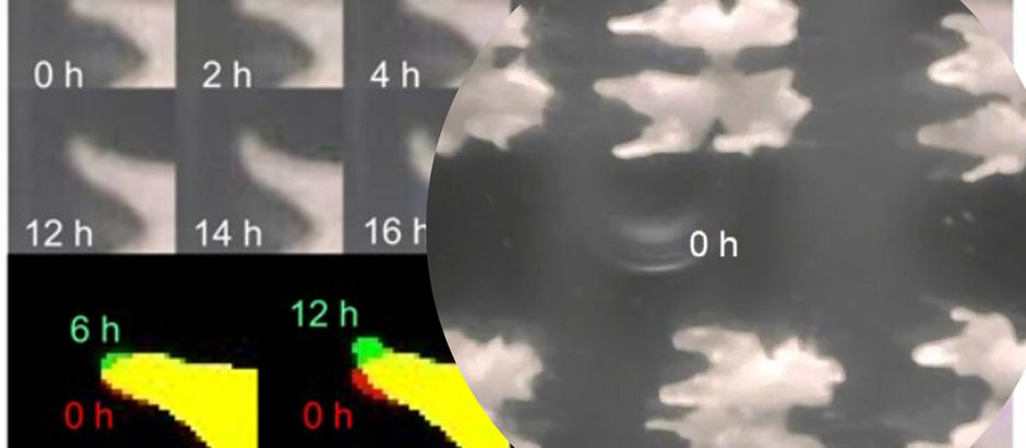 Gravity in the Dark: Marchantia Thalli Reorientation After 90° Rotation 🌿🌑