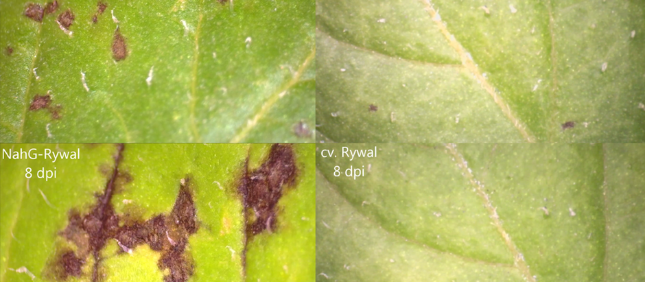Lesion Expansion in Transgenic Potato NahG and Non-Transgenic Potato cv. Rywal After PVY Infection