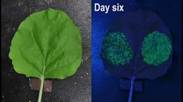 An automatic fluorescence phenotyping platform to evaluate the infection process of TMV-GFP