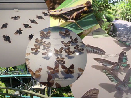 Taman Tumbina Bintulu: Explore Sarawak's Unique Botanical Garden, Zoo & Avian Park Part 3