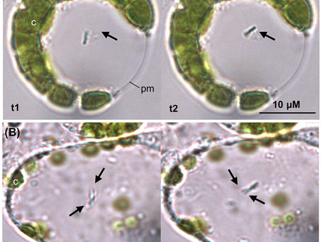 Symbiotic Dance of Bacteria and Plants: G. diazotrophicus swims in Tomato Leaf Tissue