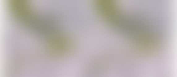 Symbiotic Dance of Bacteria and Plants: G. diazotrophicus swims in Tomato Leaf Tissue