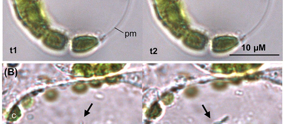 Symbiotic Dance of Bacteria and Plants: G. diazotrophicus swims in Tomato Leaf Tissue