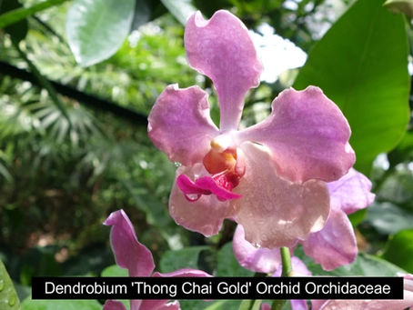 Dendrobium 'Thong Chai Gold' Orchid Orchidaceae