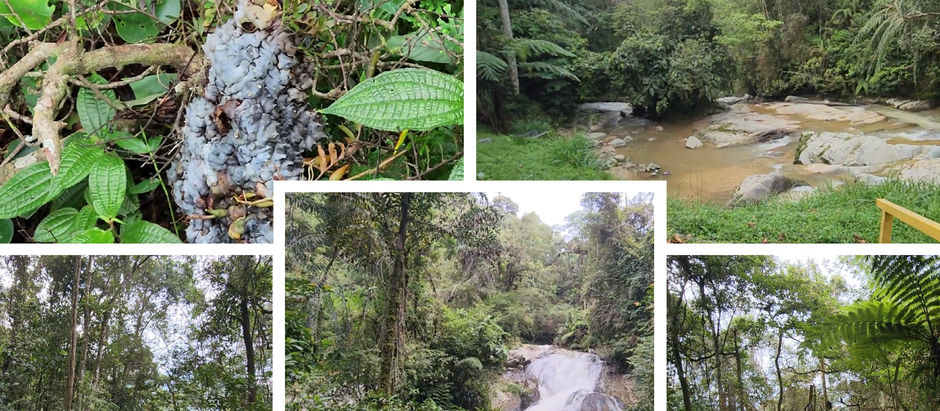 Conquer Trail 9 to Robinson Falls: A Moderate Hike in Cameron Highlands