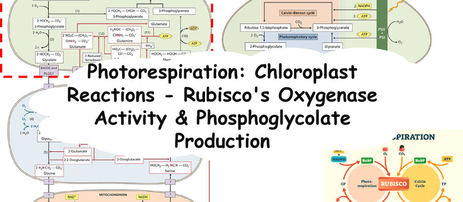 Photorespiration: Chloroplast Reactions - Rubisco's Oxygenase Activity & Phosphoglycolate Production