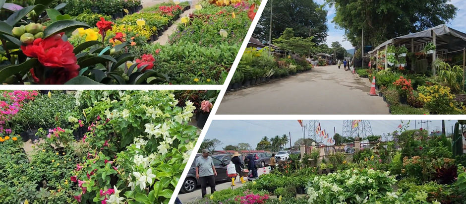 SC Garden Nursery Sungai Buloh: The Ultimate Plant Haul & Guide to Finding Cheap Plants!