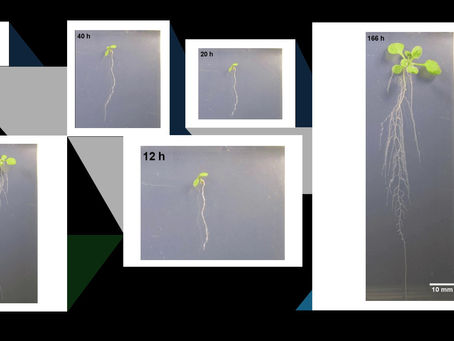 Time-Lapse: Arabidopsis Lateral Root Development in 10 Days