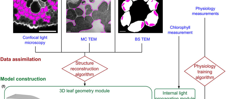 Defining the scope for altering rice leaf anatomy to improve photosynthesis: A modelling approach