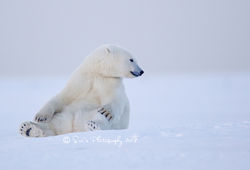 Polar Bear