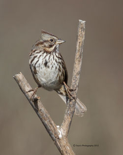 Sparrow - Song Sparrow