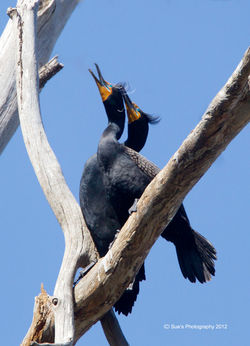Cormorant - Double-crested pair