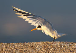 Elegant Tern