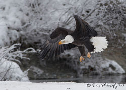 Bald Eagle