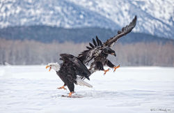 Bald eagles