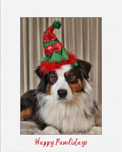 "Happy Pawlidays Everyone"