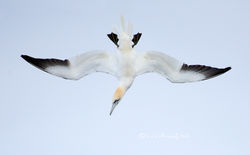 Northern Gannet - The Dive